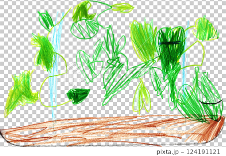 子供が描いた朝顔の観察日記 新芽と朝顔の蔓 子供が描いた朝顔の観察日記 新芽と朝顔の蔓 124191121
