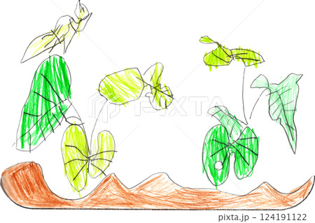 子供が描いた朝顔の観察日記　生える新芽 124191122