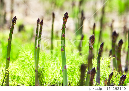 北海道美瑛町の露地栽培でのおいしそうなグリーンアスパラ 124192140