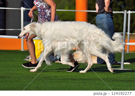 Russian Hunting Sighthound on a dog show 124192277