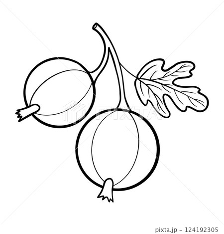Outline Gooseberry berry. Seasonal berry. Line drawing, coloring book. Vector illustration. Kids collection 124192305