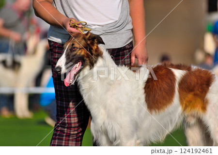 Russian Hunting Sighthound dog 124192461