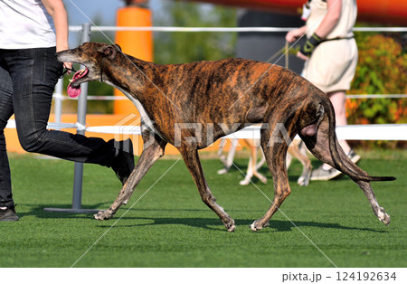 Greyhound outdoor on a dog show Greyhound outdoor on a dog show 124192634