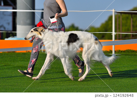 On a sighthound dog show On a sighthound dog show 124192648