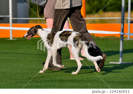 Russian Hunting Sighthound Puppy Russian Hunting Sighthound Puppy 124192651