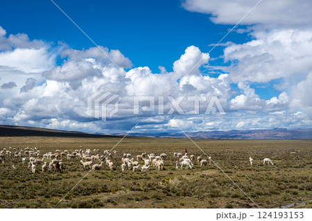 Herd of alpacas and llamas grazing in the highlands of Peru Herd of alpacas and llamas grazing in the highlands of Peru 124193153