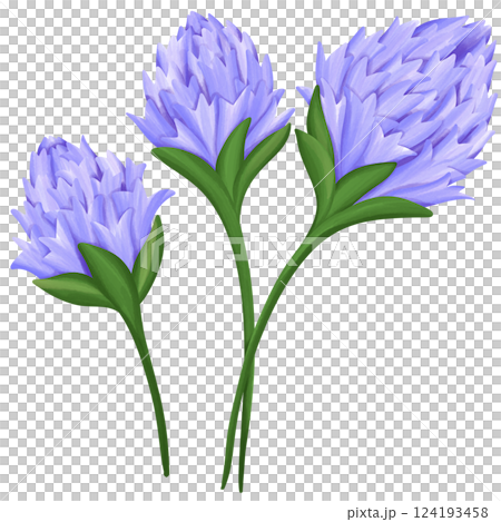 Chive blossoms Illustration Edible Flowers 124193458