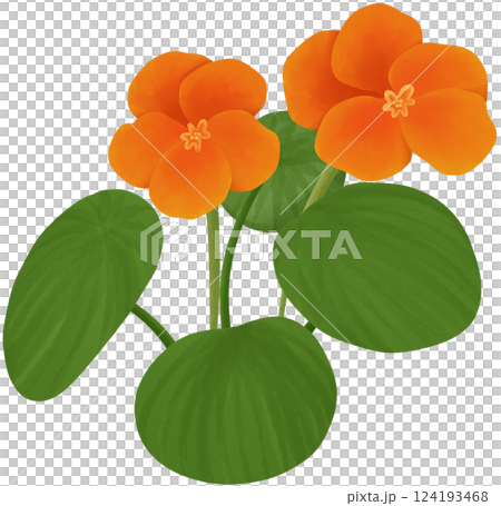 Nasturtium Illustration Edible Flowers 124193468