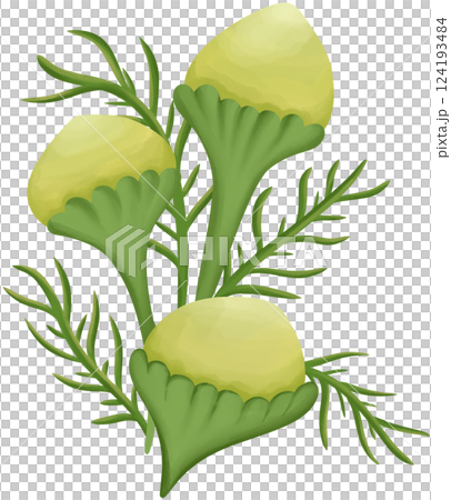 Pineapple weed Illustration Edible Flowers 124193484