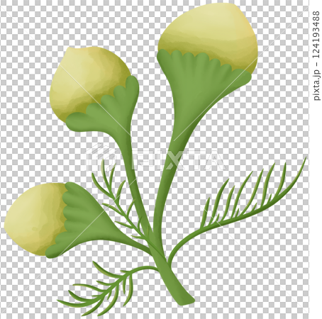 Pineapple weed Illustration Edible Flowers Pineapple weed Illustration Edible Flowers 124193488