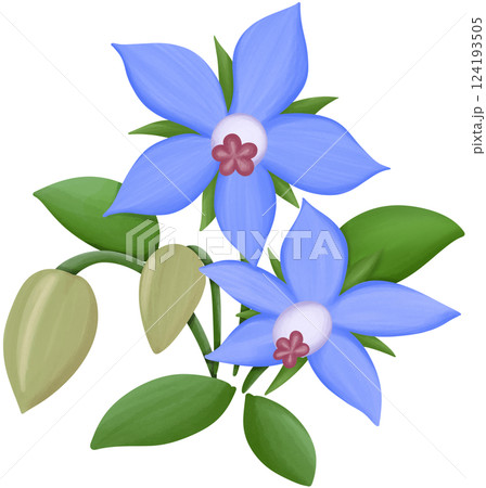 Borage Illustration Edible Flowers 124193505