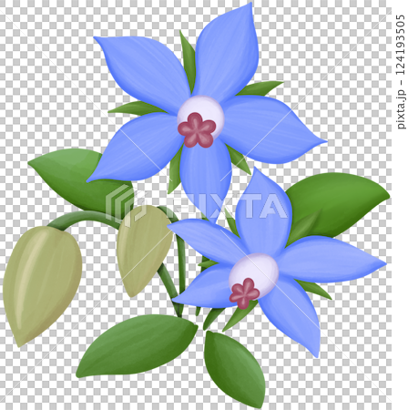 Borage Illustration Edible Flowers Borage Illustration Edible Flowers 124193505