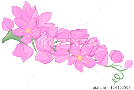 Mexican Creeper Illustration Edible Flowers Mexican Creeper Illustration Edible Flowers 124193507