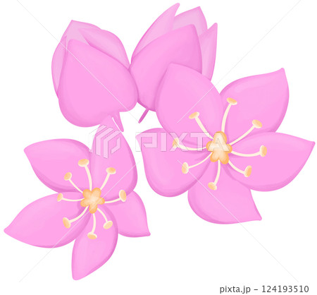 Mexican Creeper Illustration Edible Flowers Mexican Creeper Illustration Edible Flowers 124193510