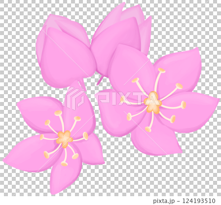 Mexican Creeper Illustration Edible Flowers Mexican Creeper Illustration Edible Flowers 124193510