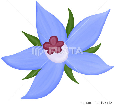 Borage Illustration Edible Flowers 124193512