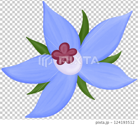 Borage Illustration Edible Flowers 124193512