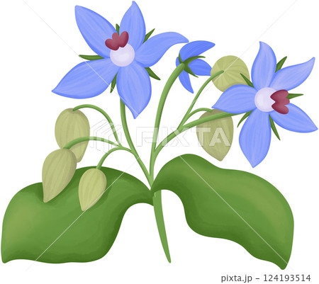 Borage Illustration Edible Flowers 124193514