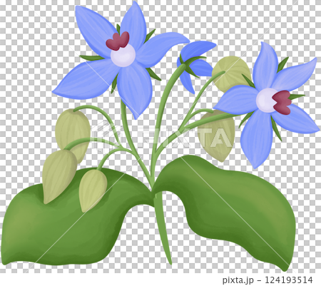 Borage Illustration Edible Flowers 124193514