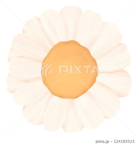 Chamomile Illustration Edible Flowers 124193523