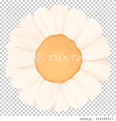 Chamomile Illustration Edible Flowers 124193523