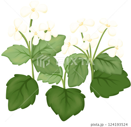 Garlic Mustard Illustration Edible Flowers Garlic Mustard Illustration Edible Flowers 124193524