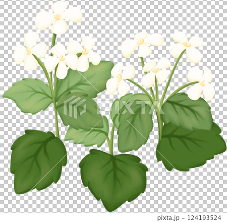 Garlic Mustard Illustration Edible Flowers Garlic Mustard Illustration Edible Flowers 124193524