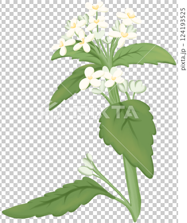 Garlic Mustard Illustration Edible Flowers 124193525