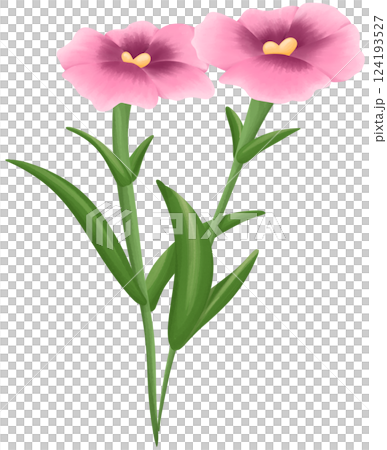 Mini Dianthus Illustration Edible Flowers 124193527