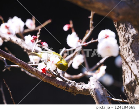 旧芝離宮恩賜庭園の白梅に蜜を吸いに来たメジロ 124194669