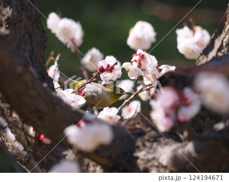 旧芝離宮恩賜庭園の白梅に蜜を吸いに来たメジロ 旧芝離宮恩賜庭園の白梅に蜜を吸いに来たメジロ 124194671
