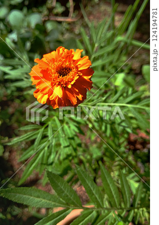 Lone Marigold Flower, genus Targetus 124194781