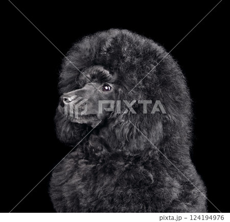 Funny puppy of toy black poodle 124194976