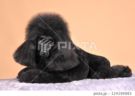 Beautiful black poodle Beautiful black poodle 124194983