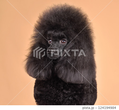 Portrait of beautiful black poodle Portrait of beautiful black poodle 124194984