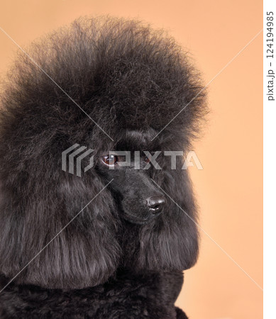 Cute black poodle 124194985