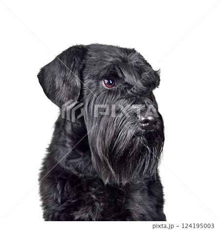 Black cute miniature schnauzer puppy 124195003