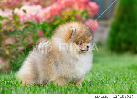 Beautiful red Pomeranian Spitz Beautiful red Pomeranian Spitz 124195014