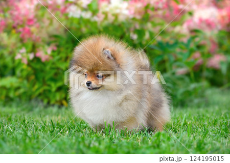 Cute puppy of Pomeranian Spitz 124195015