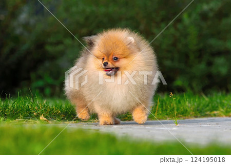 Cute miniature spitz puppy 124195018