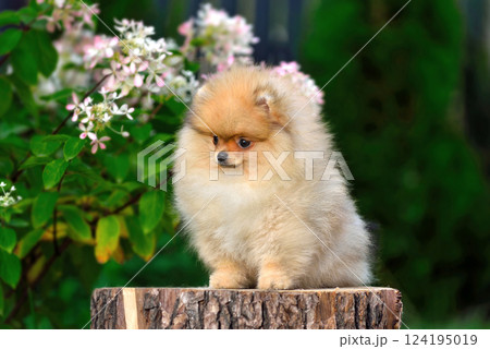 Sitting miniature spitz puppy 124195019
