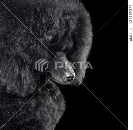 Portrait of black toy poodle 124195575