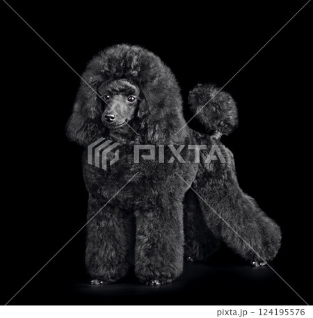 Cute puppy of black poodle 124195576