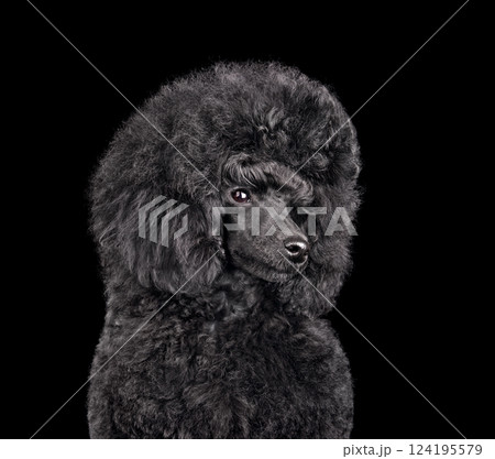 Funny puppy of toy black poodle 124195579