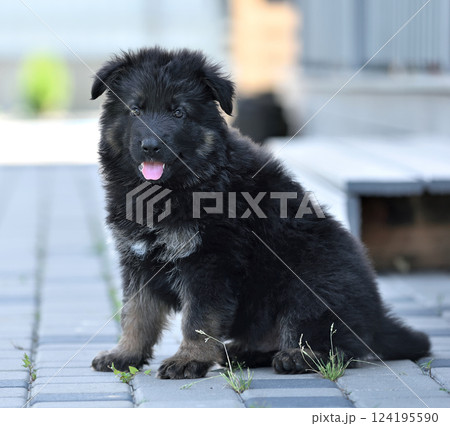 Cute black German Shepherd puppy 124195590