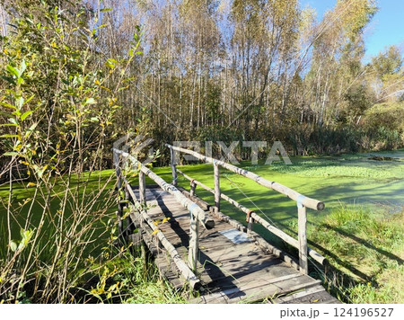 a wooden bridge over which it is impossible to continue the journey through the forest swamp. A beautiful landscape - a forest swamp and a wooden bridge in the forest. Summer, autumn a wooden bridge over which it is impossible to continue the journey through the forest swamp. A beautiful landscape - a forest swamp and a wooden bridge in the forest. Summer, autumn 124196527