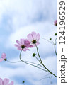 空に向かうコスモス 124196529