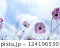 空に向かって咲くコスモス 124196530