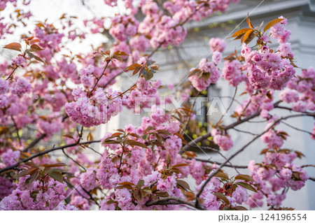 Blossoming cherry branches on bright sunny day in spring park in Prague in sunset time. 124196554