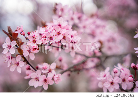 Beautiful spring background with pink flowers of cherry tree in spring time in Prague park 124196562